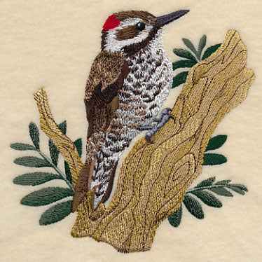 Arizona Woodpecker - Image 4