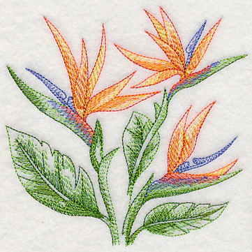Bird of Paradise Sketch - Image 4