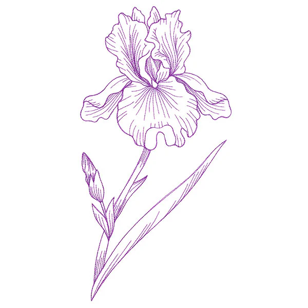 Blossoming Iris Etching