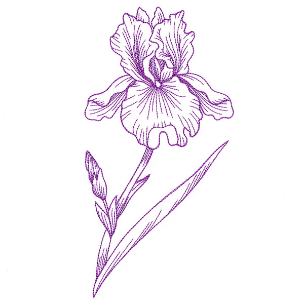 Blossoming Iris Etching - Image 3
