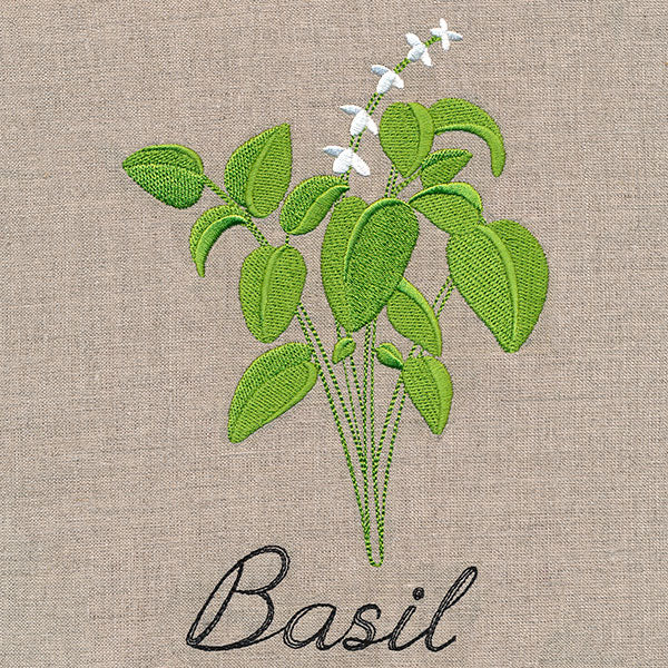 Botanical Herbs - Basil - Image 2
