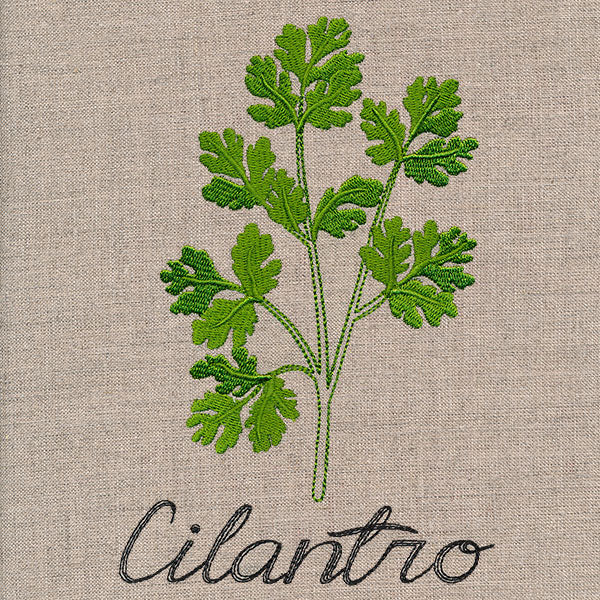 Botanical Herbs - Cilantro - Image 3