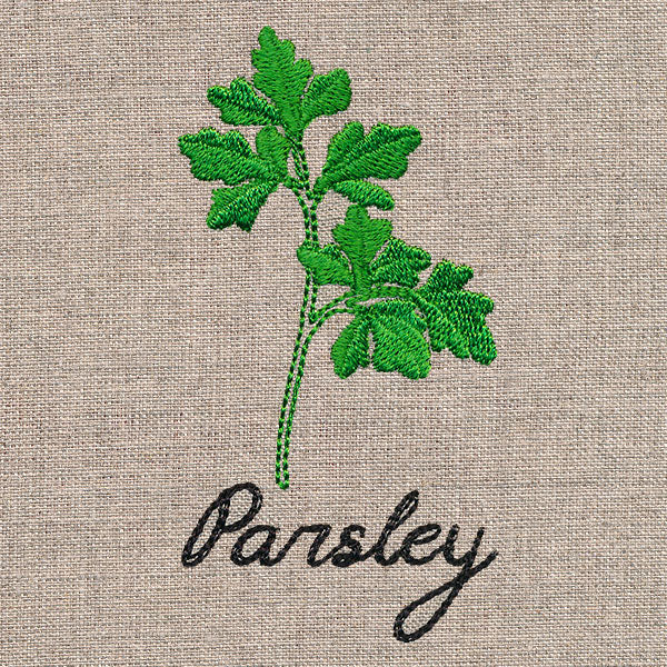 Botanical Herbs - Parsley - Image 5
