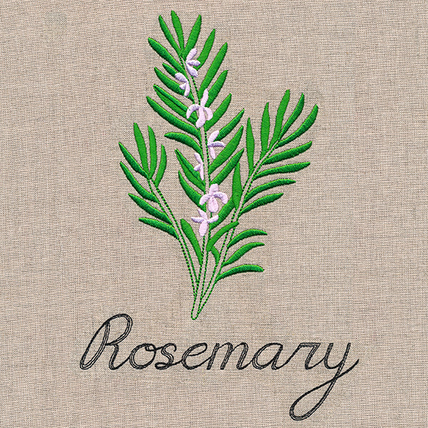 Botanical Herbs - Rosemary - Image 2