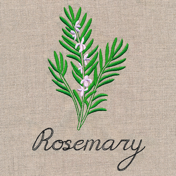 Botanical Herbs - Rosemary - Image 3