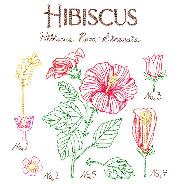 Botanical Illustrations - Hibiscus - Image 2