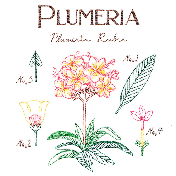 Botanical Illustrations - Plumeria - Image 2