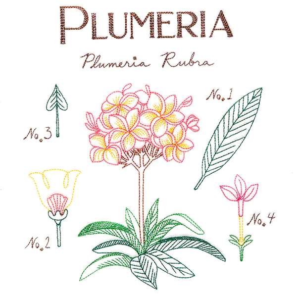 Botanical Illustrations - Plumeria - Image 4