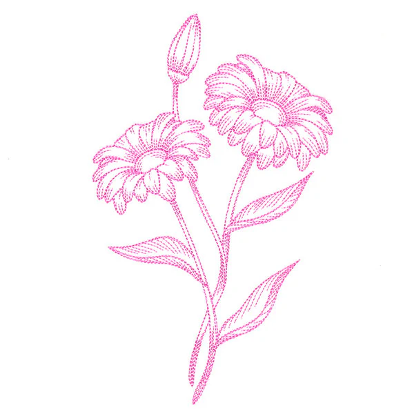 Budding Daisies Etching - Image 3