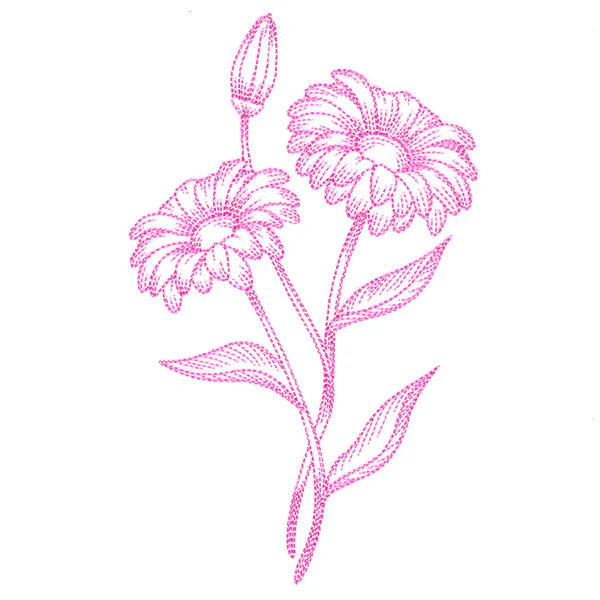 Budding Daisies Etching - Image 4