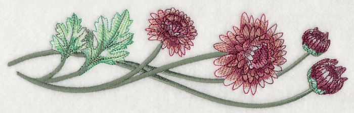 Classy Chrysanthemums Border 2