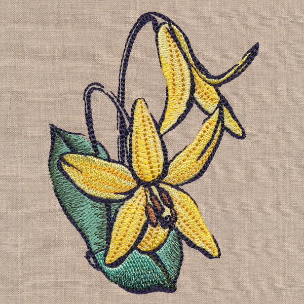 Flowers of the Forest - Trout Lily - Image 5
