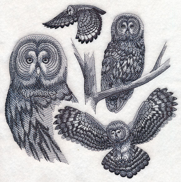 Great Grey Owl Sketch - Image 5