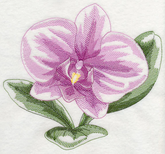 Phalaenopsis Beauty