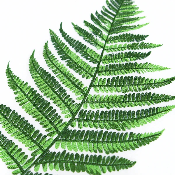 Simple Fern - Image 11