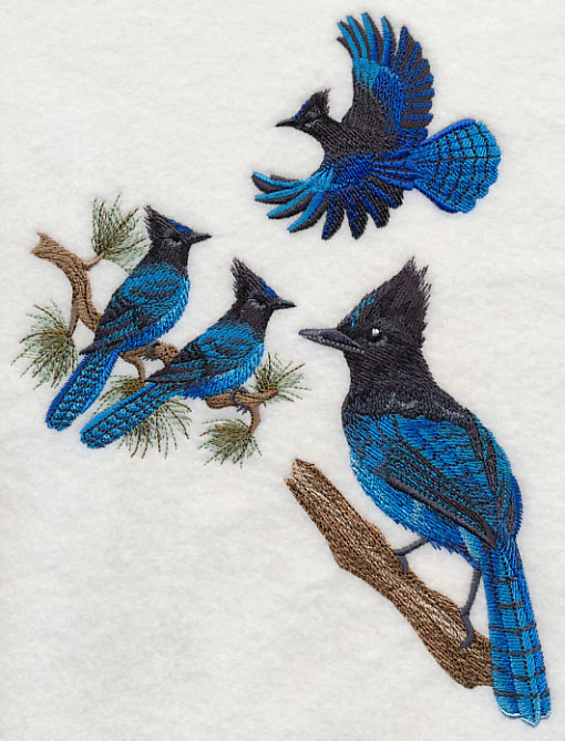 Steller's Jay Collage - Image 2
