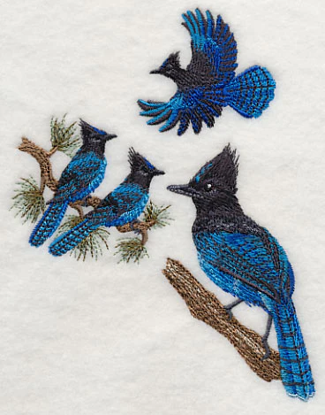 Steller's Jay Collage - Image 4