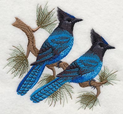 Steller's Jays in Pine - Image 3