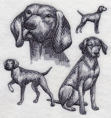 Vizsla Sketch - Image 4